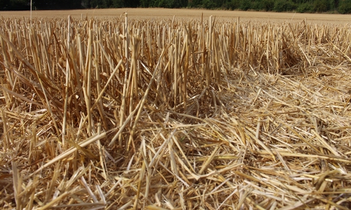 Die Getreidefelder sind abgeerntet. Die Landwirte müssen jedoch mit Ernteeinbußen rechnen. Foto: Anke Donner