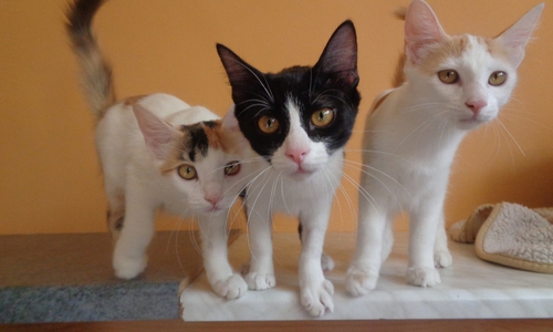 So jung, sie haben nicht mal einen Namen: Katzenbabys. Foto: Tierschutzverein Bad Harzburg