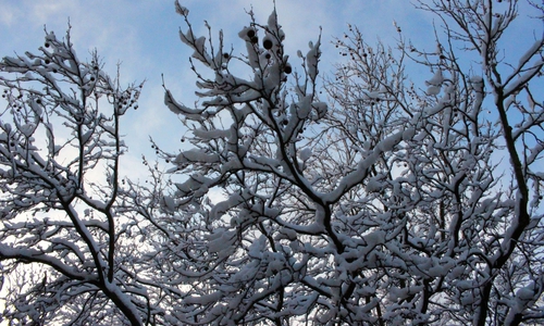 Malerische Winterlandschaften wird es wohl an Weihnachten wieder nicht geben in der Region. Selbst der Brocken wird vermutlich schneefrei sein. Archivfoto: regionalHeute.de