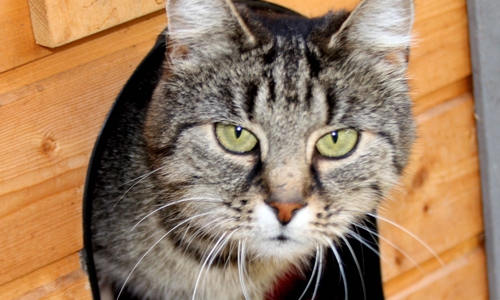 Pauline ist etwas scheu und versteckt sich gerne. Foto: Tierschutzzentrum Ribbesbüttel