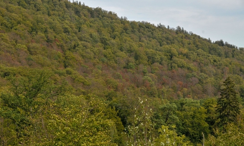 Die Niedersächsischen Landesforsten sorgen sich um den Bestand der heimischen Buchen.

Foto: Niedersächsische Landesforsten