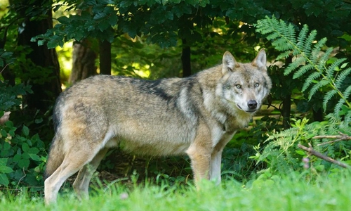  Eine Wolfssichtung bei Lichtenberg sorgt für Aufsehen. Symbolfoto: Pixabay