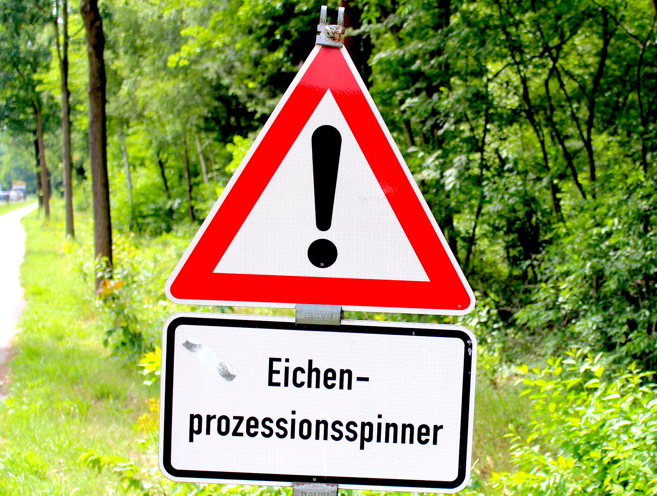 Eichenprozessionsspinner Im Landkreis Gifhorn Erfolgreich Bekämpft ...