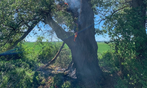 Die Feuerwehr Clauen musste einen brennenden Baum löschen. Fotos: Tobias Paschwitz Gruppenführer FF Clauen