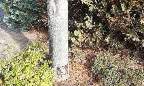 Der Baum wurde rundherum angesägt. Foto: Polizei