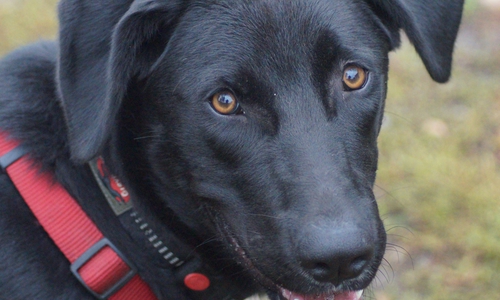 Sam.
Foto: Tierschutzverein Gifhorn und Umgebung