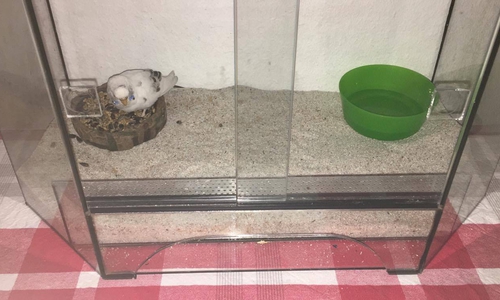 Wer vermisst seinen Vogel? Foto: privat