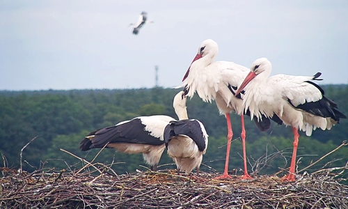 Die Jungstörche sind bereit für die ersten Ausflüge. Foto: Bärbel Rogoschik, Leiterin NABU-Artenschutzzentrum Leiferde