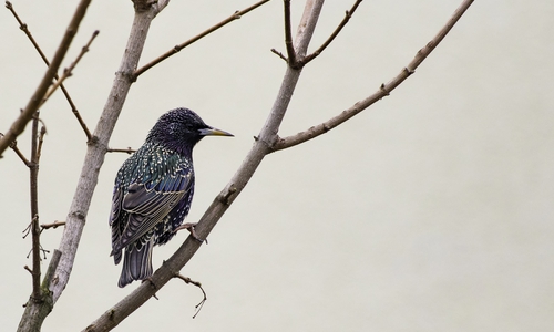 Der Star, NABU-Vogel des Jahres 2018. Foto: Marc Scharping
