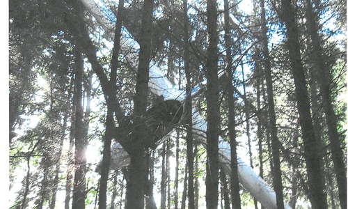 Das Segelflugzeug wurde durch die Äste der Kiefern abgefangen. Foto: Polizei