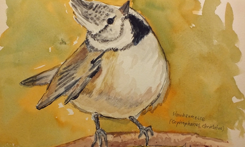 Die Haubenmeise. Aquarell: Achim Klaffehn