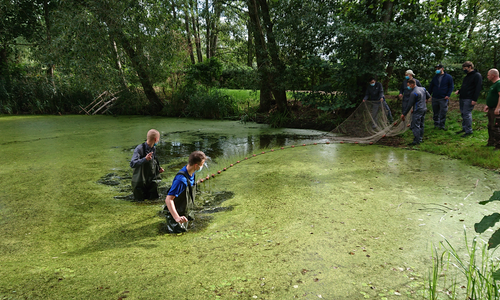 Mit vollem Einsatz: Auszubildende beim Abfischen am Teich in Kämkerhorst.