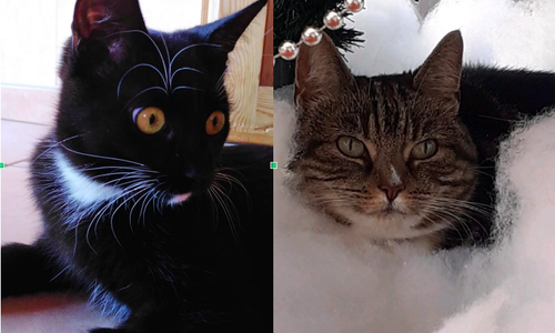 Zwei Katzen wurden in Remlingen gequält. Kimmi hat den Angriff nicht überlebt. 