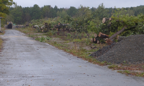 Die Grünen aus Goslar sind entsetzt über denKahlschlag am Fliegerhorst