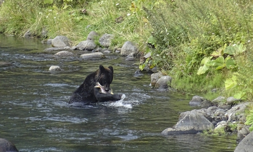 Unglaublich. Gregor fotografierte einen Bären beim Fischen im Shiretoko National Park.