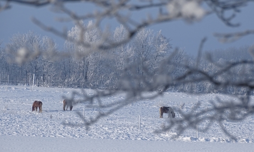 Das Bild Flechtorf wurde am 18. Dezember 2018 im digitalen Adventskalender veröffentlich. Das Foto von Annika Böckmann aus dem Jahr 2016 zeigt Pferde im Schnee in Beienrode.