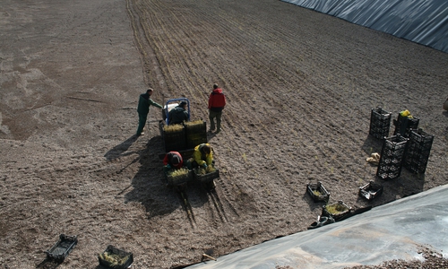Nach dem Vorbild der Landwirtschaft wurden in den vergangenen Wochen rund 28.000 Schilfgewächse unter Zuhilfenahme einer Setzmaschine eingepflanzt.
