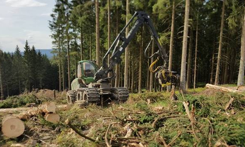 Die Wälder rund um Altenau sind stark von Trockenheit und Borkenkäferbefall geschädigt.  Auch jüngere Fichten sind vor dem Borkenkäfer nicht mehr sicher.