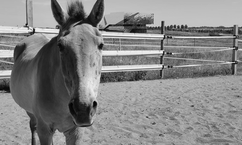 Magda erreichte ein Alter von 29 Jahren.