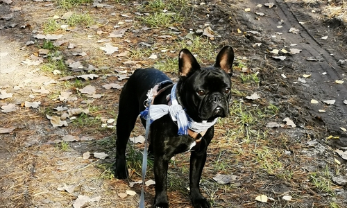 Bulldogge Paul wird vermisst.