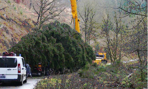 Der Baum wurde am heutigen Montag gefällt.