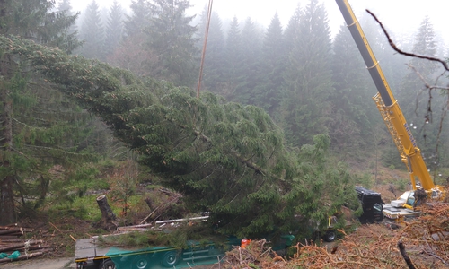 Die Fällung und Verladung der bis zu 25 Meter hohen Bäume ist aufwendig. 