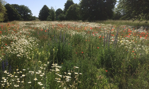 Die Stadt hat Wildblumenwiesen angelegt.