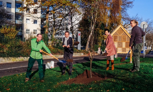 Michael Mannott, Hans-Dieter Brand, Immacolata Glosemeyer und Birgit Bannier setzen den zehnten Obstbaum in der Schulenburgallee in die Erde (v. li.).