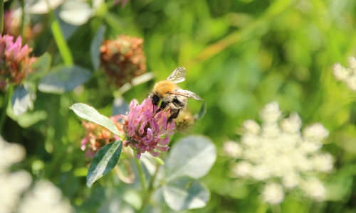 Eine Hummel am Rotklee. Symbolbild