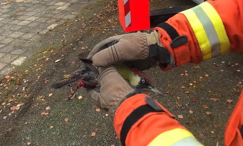 Die Feuerwehr konnte den Specht befreien.