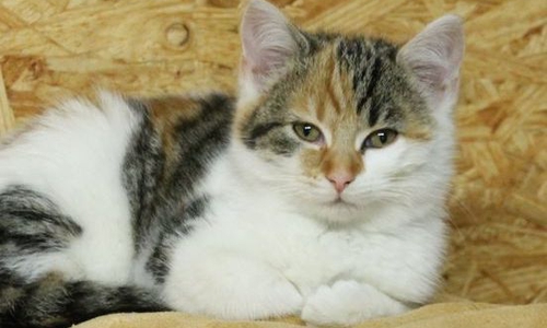 Wer möchte die ehemaligen Tierheimbewohner in ihrem neuen Zuhause besuchen?