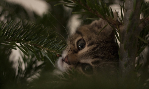 Für ein sicheres Weihnachtsfest gilt es Gefahrenquellen für die Tiere auszuschalten. Symbolbild