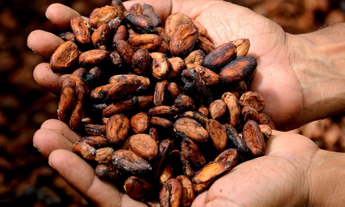 Es sei unerträglich, wenn man in Deutschland Schokolade esse, deren Kakao in Ghana von Kindern gepflückt wurde. Symbolbild