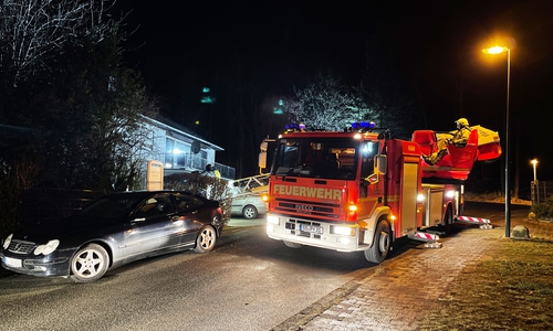 Die Feuerwehr musste am gestrigen Samstag eine Katze aus einem Baum retten.