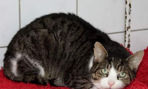 Wer möchte Kater Ringo kennenlernen? 