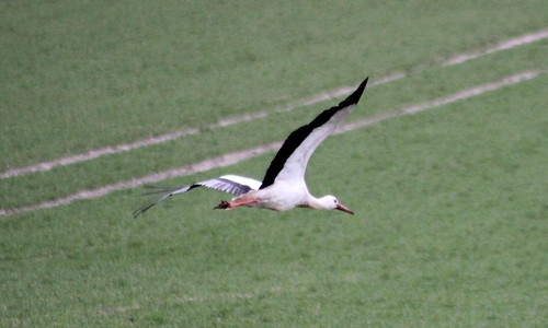 Der Storch hebt ab.