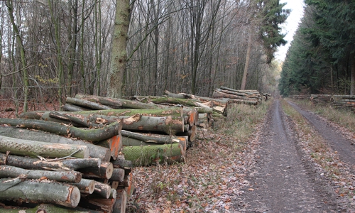 Die Niedersächsischen Landesforsten versteigern jede Menge Holz.