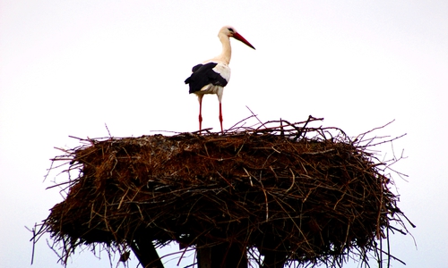 Der Storch im Nest in Hedeper.