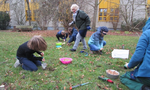 Etwa 1.000 Krokusse pflanzte die Umwelt-AG kürzlich im Atrium der Schule.