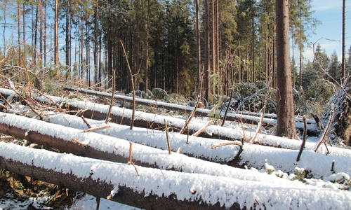 Reihenweise umgestürzte Bäume , die die Wege im Harz versperren.