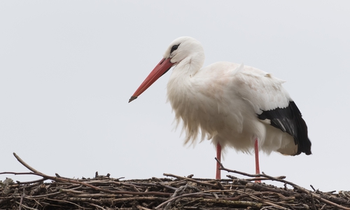 Storch Fridolin in gelandet.