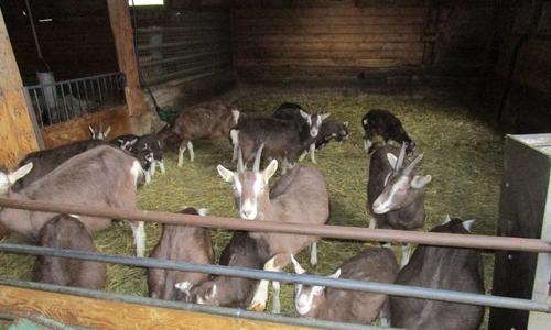 Die Veterinärabteilung überwacht zudem, dass der Tierschutz im Landkreis eingehalten wird.