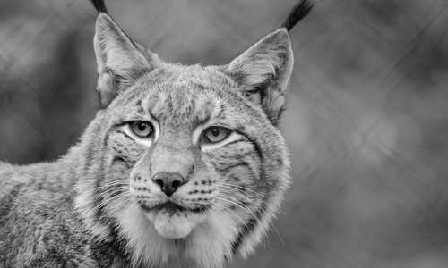 Der 15-jährige Luchs Tamino fiel einem umstürzenden Baum zum Opfer (Symbolbild) 