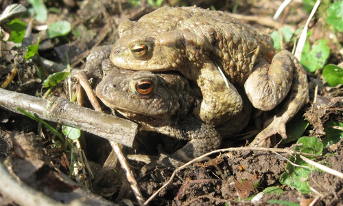 In Niedersachsen sind 11 von 19 heimischen Amphibienarten zumindest gefährdet, manche sogar vom Aussterben bedroht. Abgebildet sind hier Erdkröten.