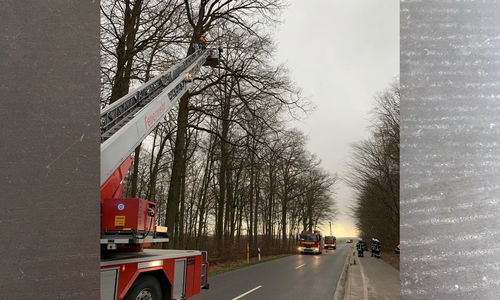 Der Ast drohte auf die Straße zu fallen.