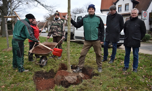 Jörg Otto (von rechts) und Oberbürgermeister Dr. Oliver Junk schauen während der Pflanzaktion an der Heinrich-Pieper-Straße bei Geschäftsführer Jörg Krpoun und seinem Team – André Wilking, Tanja Ende und Marcel Schmidt – vorbei. Die haben gerade eine junge Ulme in den Boden gesetzt.