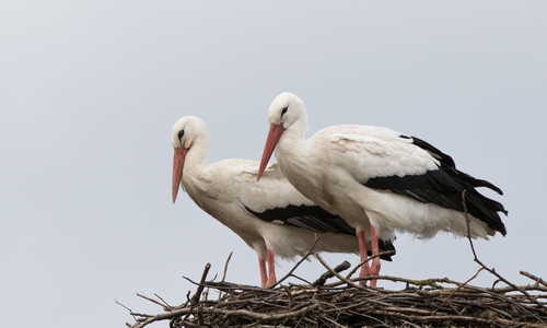 Mai und Fridolin können weiterhin per Storchen-Webcam beobachtet werden.
