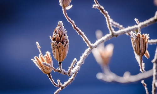 So richtig kann sich der Frühling noch nicht durchsetzen. In den Nächten der kommenden Wochen hält strenger Frost Einzug. 