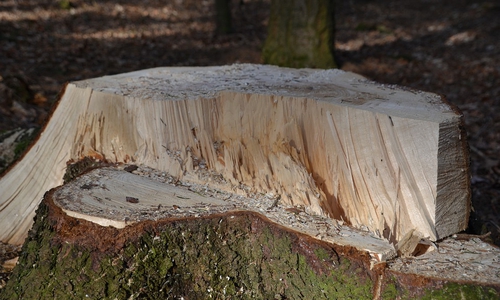 Im Mascheroder Holz wurden viele alte Eichen gefällt. Symbolbild.