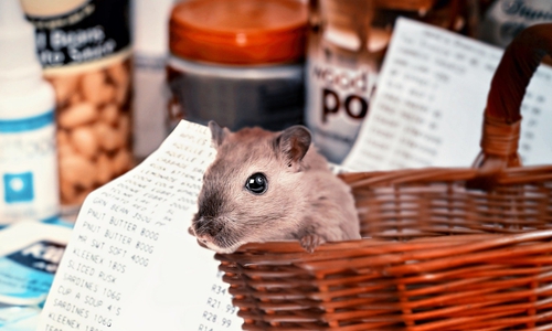 Der Hamster sei in Krisenzeiten ein schlechtes Vorbild, meint der Landkreis. (Symbolbild)